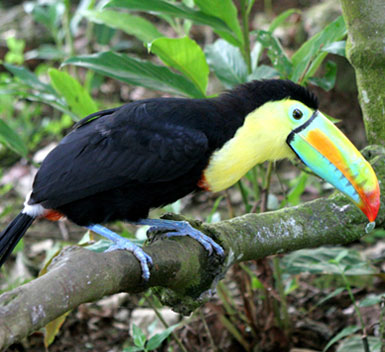 Toucan